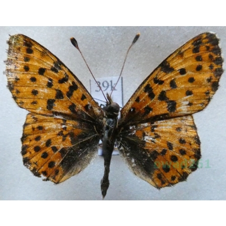 Boloria graeca (Staudinger, 1870) Greece39k